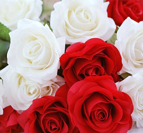  عکس هنری دسته گل رز قرمز