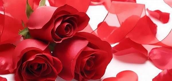  والپیپر گل رز قرمز عاشقانه جدید
