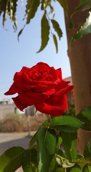  والپیپر گل رز قرمز عاشقانه جدید