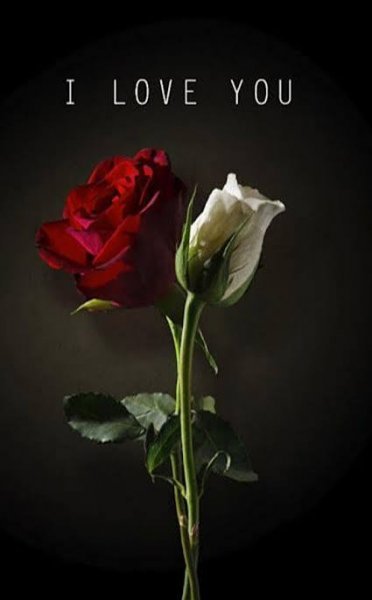  والپیپر گل رز قرمز عاشقانه جدید
