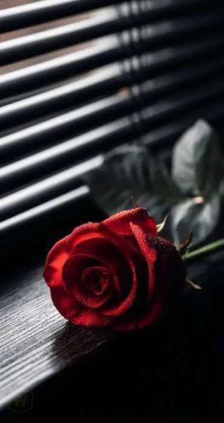  والپیپر گل رز قرمز عاشقانه جدید
