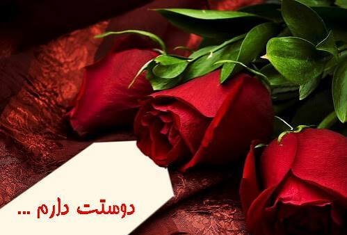  والپیپر گل رز قرمز عاشقانه جدید