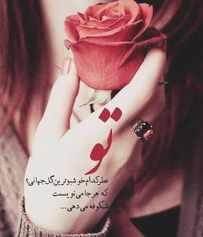  والپیپر گل رز قرمز عاشقانه جدید