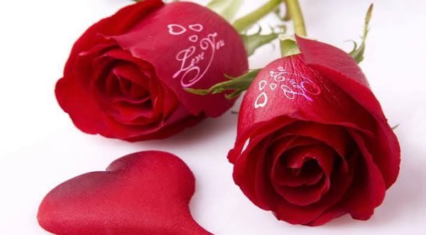  والپیپر گل رز قرمز عاشقانه جدید