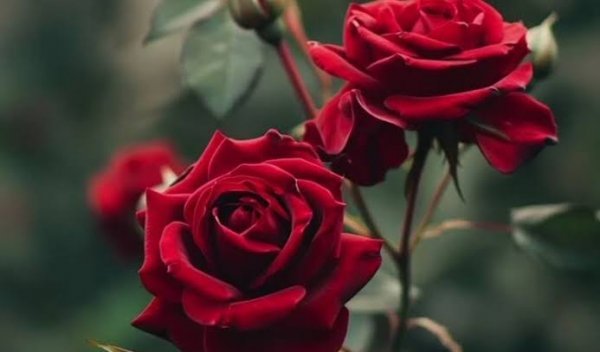  والپیپر گل رز قرمز عاشقانه جدید