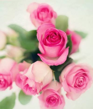  عکس تصویر زمینه گل های رز برای سالگرد ازدواج