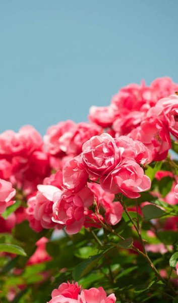  عکس تصویر زمینه گل های رز برای سالگرد ازدواج