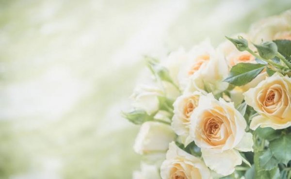  عکس تصویر زمینه گل های رز برای سالگرد ازدواج