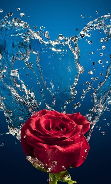  عکس تصویر زمینه گل های رز برای سالگرد ازدواج