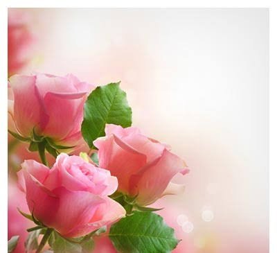  عکس تصویر زمینه گل های رز برای سالگرد ازدواج