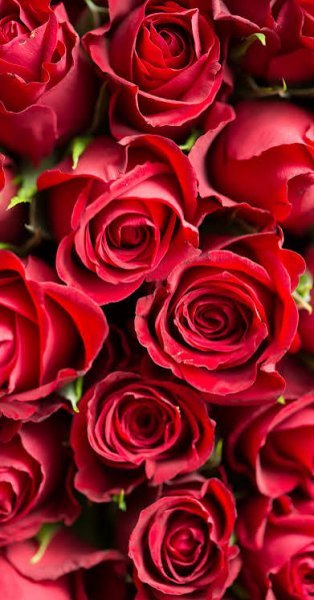  عکس تصویر زمینه گل های رز برای سالگرد ازدواج
