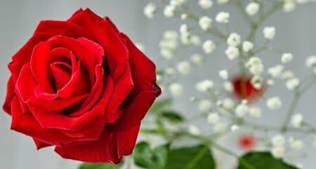  عکس تصویر زمینه گل های رز برای سالگرد ازدواج