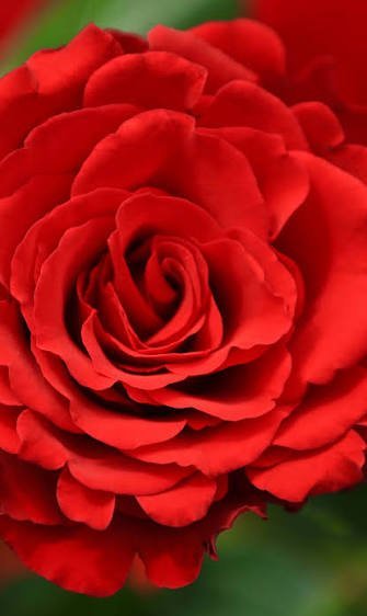  عکس تصویر زمینه گل های رز برای سالگرد ازدواج