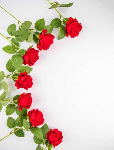  عکس تصویر زمینه گل های رز برای سالگرد ازدواج
