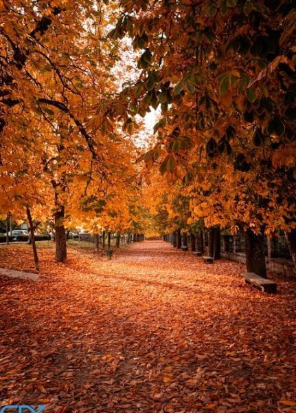  عکس پس زمینه منظره پاییزی قشنگ