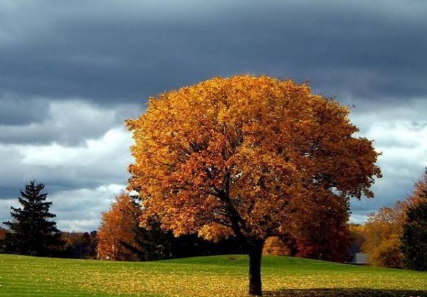  عکس پس زمینه منظره پاییزی قشنگ