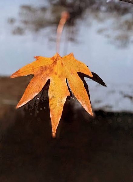  عکس هنری