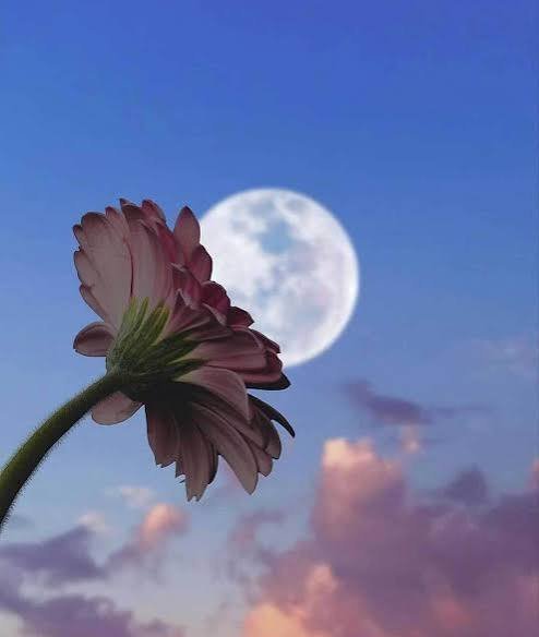  عکس هنری