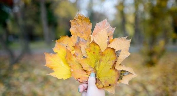  عکس برگ پاییزی در دست دختر