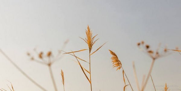  والپیپر مینیمال ساده برای گوشی آیفون و سامسونگ