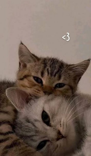  عکس پس زمینه گوگولی گربه