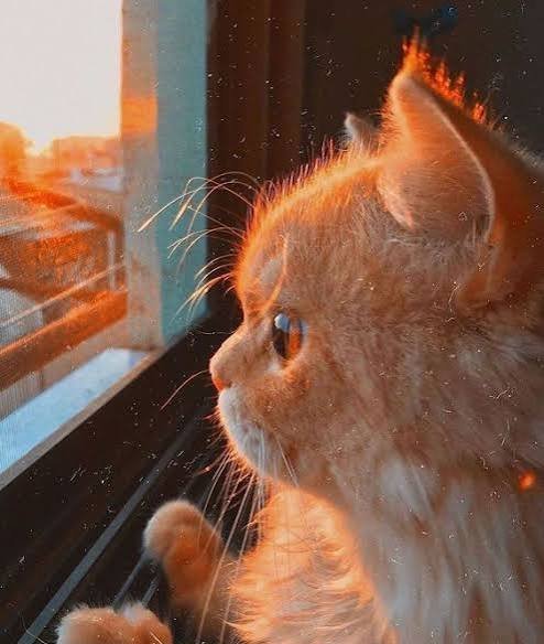  بک گراند گربه خوشگل در طبیعت