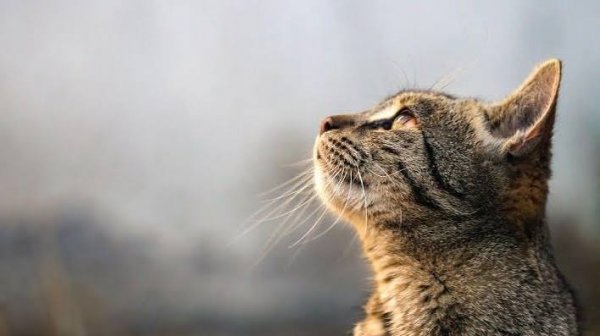  بک گراند گربه خوشگل در طبیعت