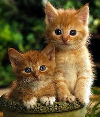  بک گراند گربه خوشگل در طبیعت