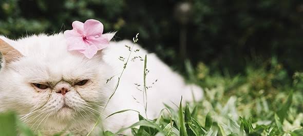  بک گراند گربه خوشگل در طبیعت