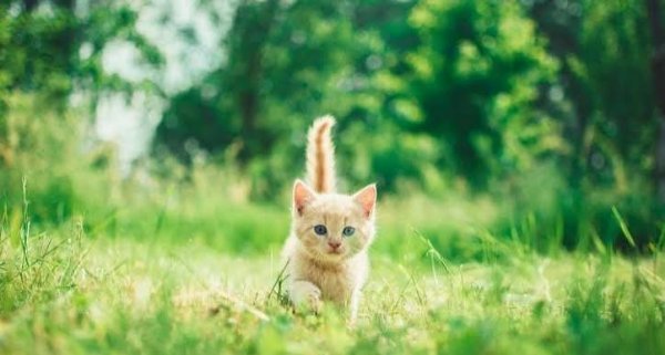  بک گراند گربه خوشگل در طبیعت