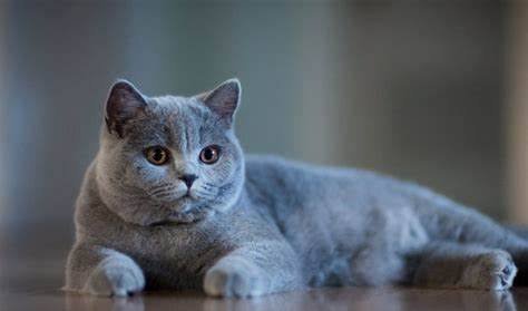  عکس زمینه گربه چاق بریتیش شورت هیر
