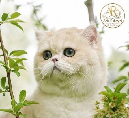  عکس زمینه گربه چاق بریتیش شورت هیر