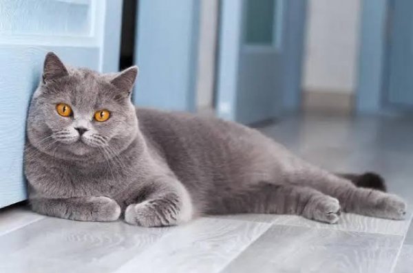  عکس زمینه گربه چاق بریتیش شورت هیر