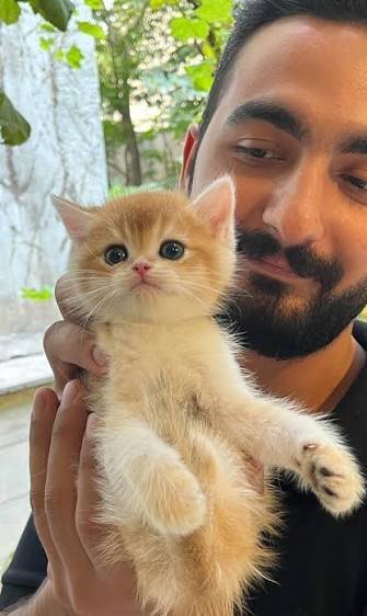  عکس گربه بریتیش گلد