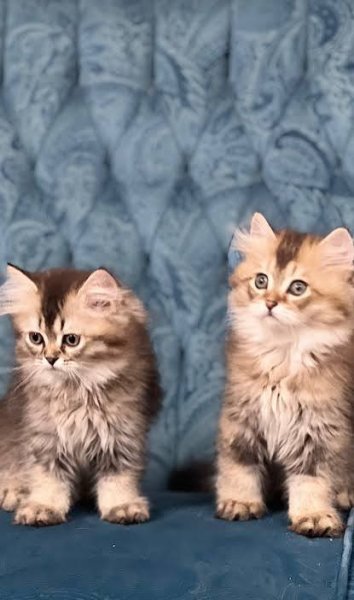  عکس گربه بریتیش گلد