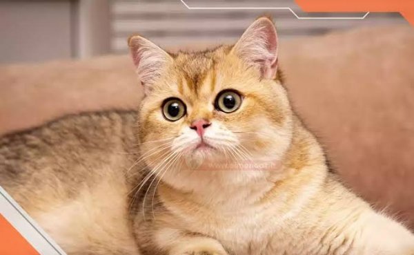  عکس گربه بریتیش گلد