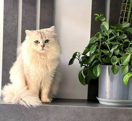  عکس گربه بریتیش لانگ هیر
