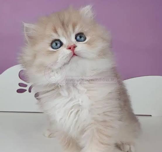  عکس گربه بریتیش لانگ هیر