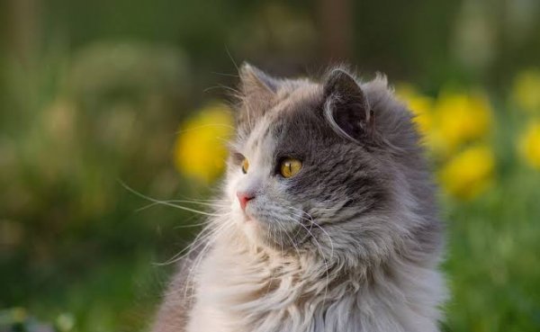  عکس گربه بریتیش لانگ هیر