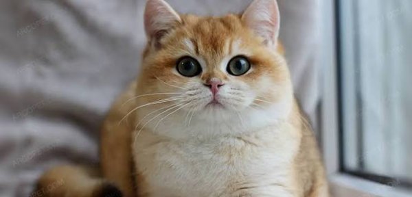  عکس گربه بریتیش لانگ هیر