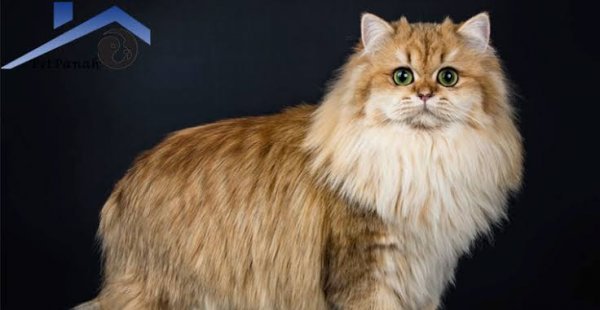  عکس گربه بریتیش لانگ هیر