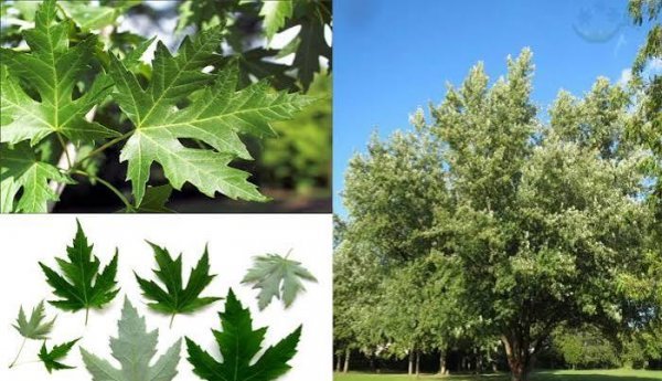  دانلود عکس پس زمینه درختان افرا