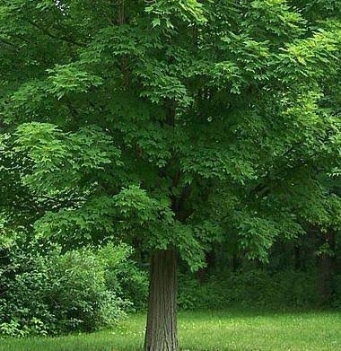  دانلود عکس پس زمینه درختان افرا