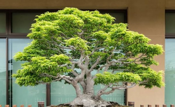  عکس درخت افرا ژاپنی