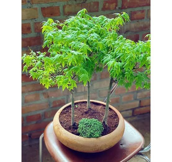  عکس درخت افرا ژاپنی