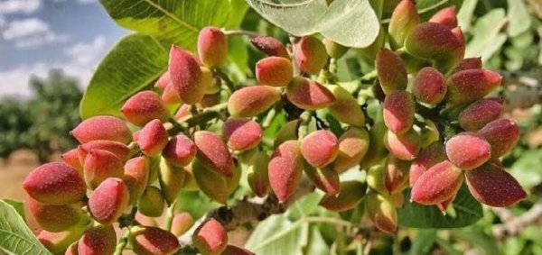  عکس درخت پسته