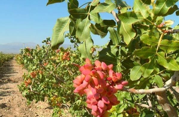  عکس درخت پسته