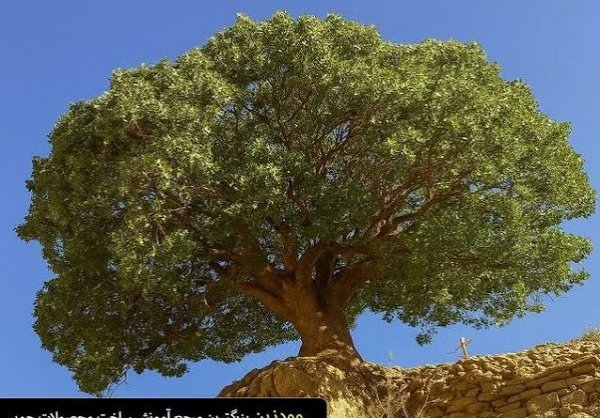  عکس درخت پسته