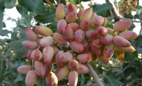  عکس درخت پسته
