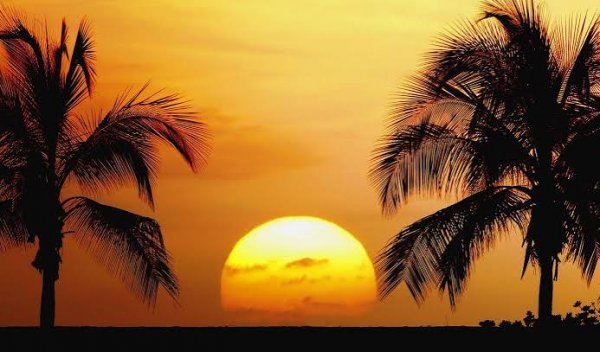 عکس تصویر زمینه درخت نخل برای گوشی